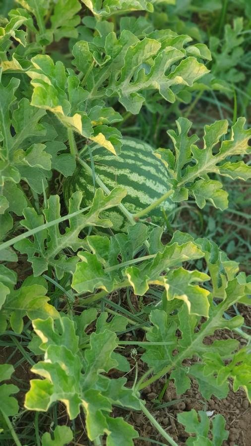 Azienda Agricola I Peperoncini Alghero Exteriér fotografie