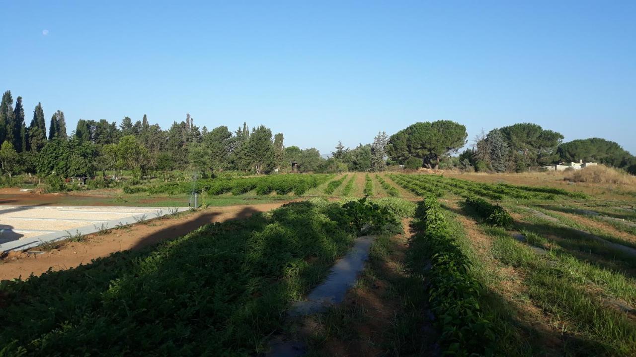 Azienda Agricola I Peperoncini Alghero Exteriér fotografie
